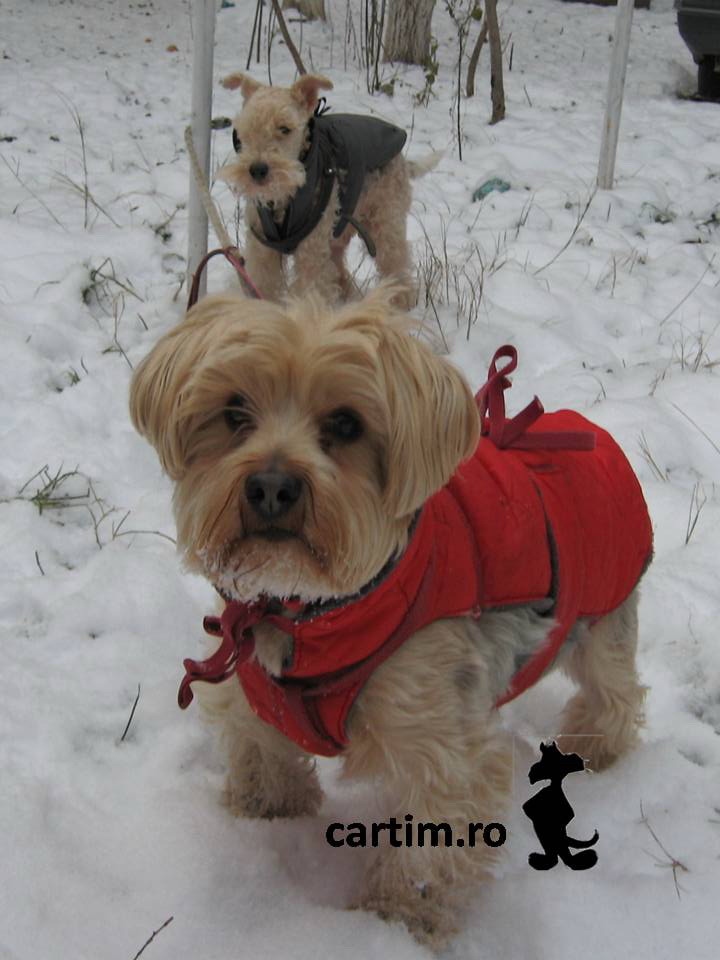 Yorkie & Junior in snow 1