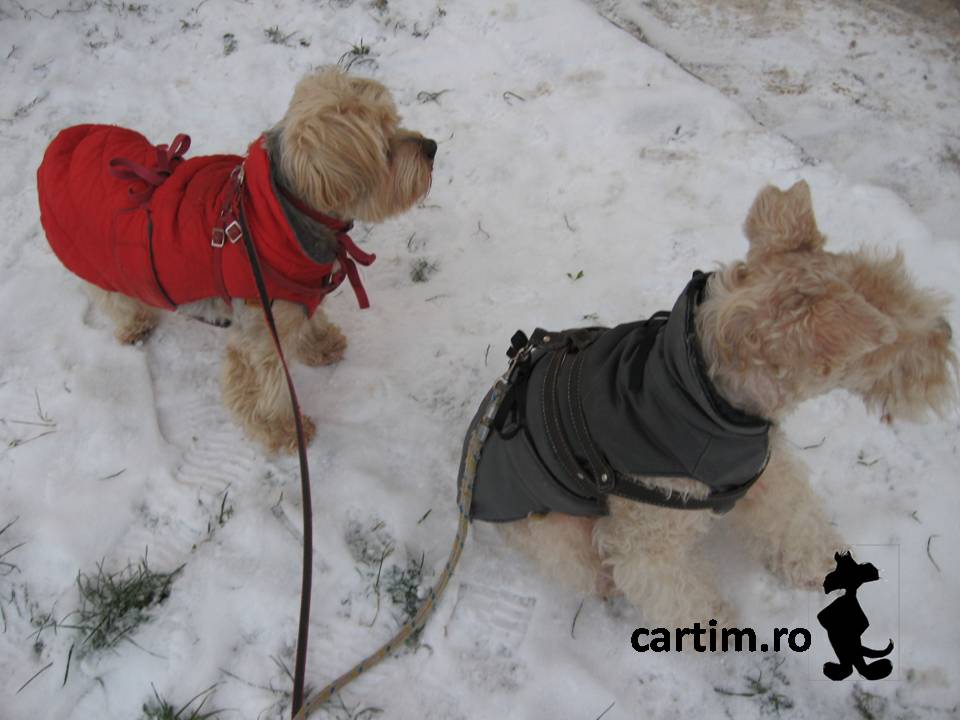 Yorkie & Junior in snow 2