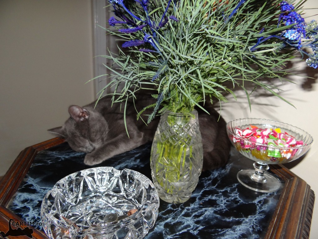 Thomas printre flori