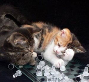 Chess cats