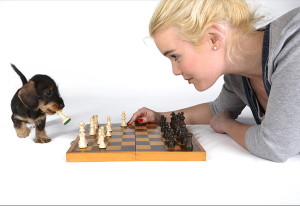 Chess dog