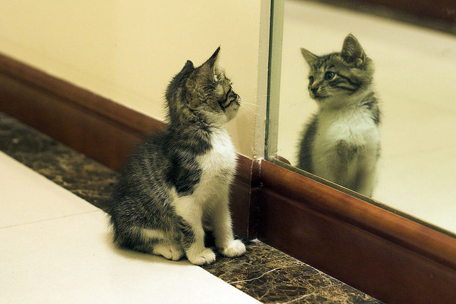 cat-tommy-cute-mirror-reflection